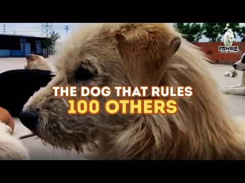Why 100 Dogs Obey This One Street Dog?