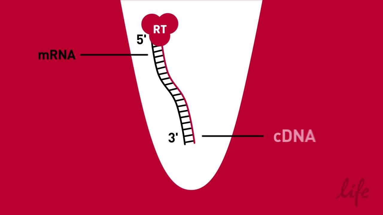 Simplified RT -- Reverse Transcription Animation - YouTube