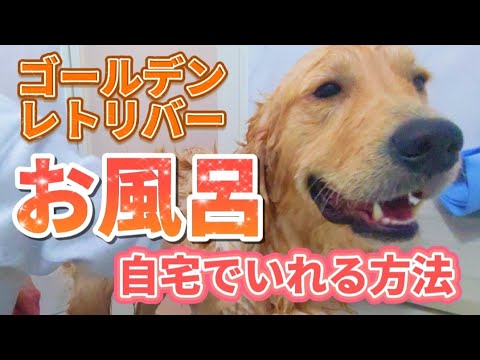 ゴールデンレトリバーのケア