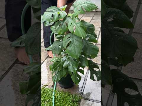 Monstera watering #jishnuuthaman #keralagarden #garden #plants