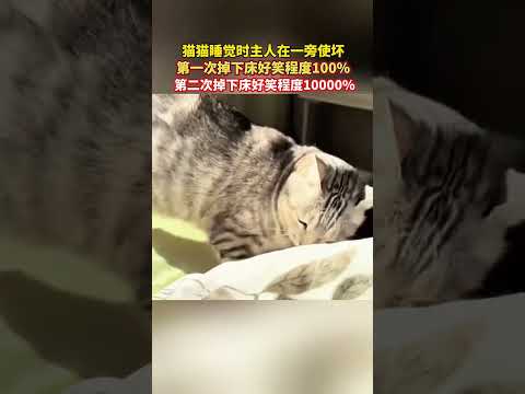 猫咪碰见这样的主人也是无语啦