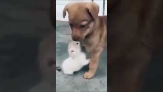 かわいい子犬とひよこ #shorts
