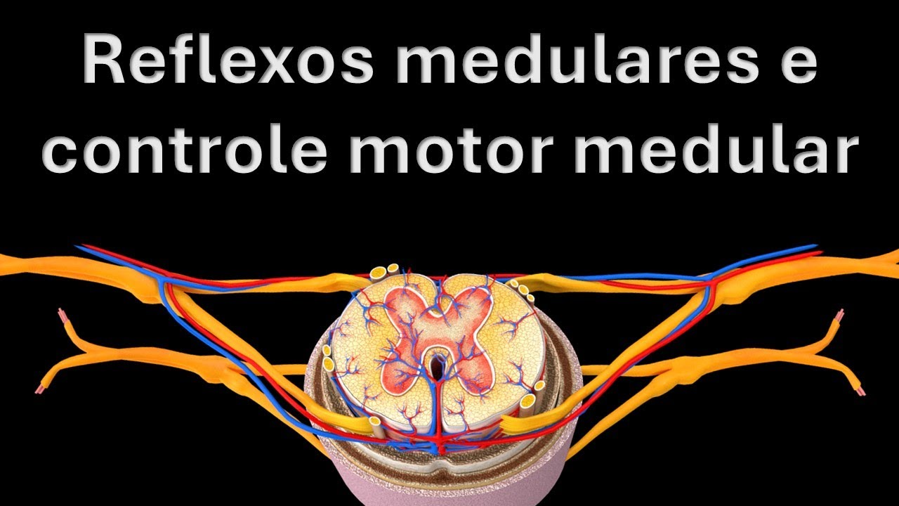 Reflexo medular e função motora da medula