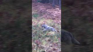 Der Wolf im Schafspelz🐺 Teilweise eine „bittere“ Routine #wolf #jagd #natur #forst #wildtiere rws