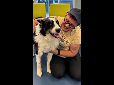 Dog reunited with its owner nearly 1,000 miles away