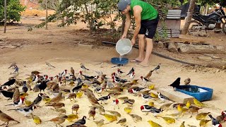 MUITOS CANÁRIOS DA TERRA COMENDO QUIRERA (MARACÁS-BA)