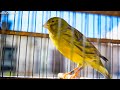 Your Canary will sing immediately - meet Mr. Six ! - Canary 's Training Song