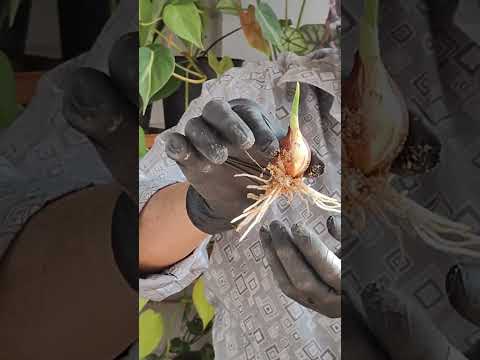 , title : '#howto Grow #tulip Gladiolus and #callalily #flower Bulbs || #plants #shortsvideo'