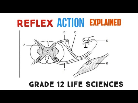 The reflex action Explained - Grade 12 Life Sciences