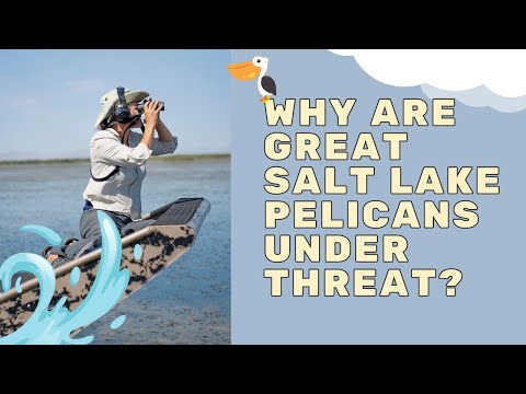 Mission Unstoppable with Miranda Cosgrove – Why Are Great Salt Lake Pelicans Under Threat?