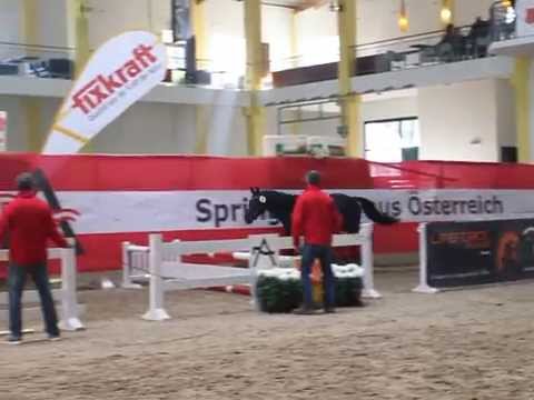 Dreijähriger Freispringsieger 2015 - Diarlido v. Diarado-Calido I