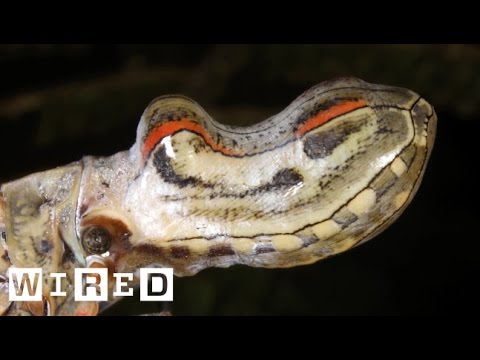 download lagu mp3 mp4 Peanut Bug, download mp3 Peanut Bug free downloadn, video klip Peanut Bug