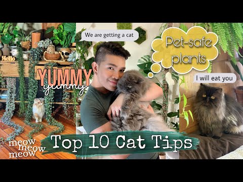 🐈 Cat Tips | Pet-Safe Plants 🐱 How to keep your cats from eating your plants 🌱