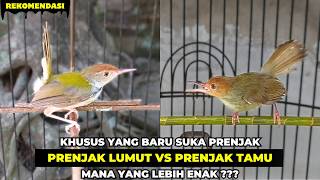 Download lagu REKOMENDASI UNTUK YANG BARU SUKA PRENJAK❗PRENJAK LUMUT ATAU PRENJAK TAMU❓MANA YANG CEPAT GACOR❓ mp3