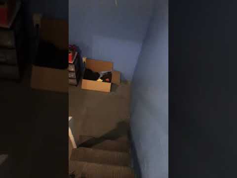 Hpi 5b 5sc & Losi Dbxl