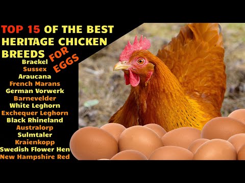 TOP15 Best egg laying HERITAGE CHICKEN breeds for your homestead farm: Barnevelder, Leghorn, Marans