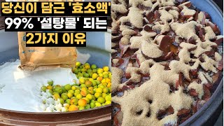 당신이 담근 효소액, 99% 설탕물인 2가지 이유