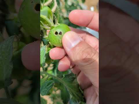トマトに穴が開くのはなぜですか?行動を起こすべきでしょうか？  庭園