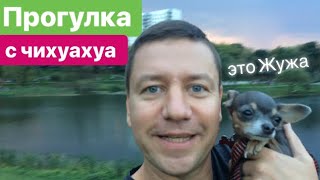 Прогулка с чихуахуа. Звон колоколов. Детская площадка. Дождь. Walk with the chihuahua. Rain