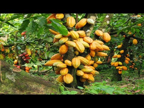 Wow! Amazing Agriculture Technology - Cocoa