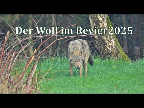 Begegnung mit dem Wolf Hautnah im Revier