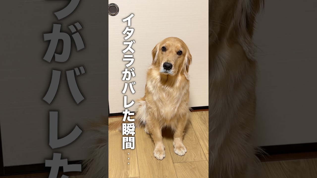 イタズラがバレだ瞬間にプルプル震える犬が、分かりやす過ぎました...【ゴールデンレトリバー・ボーダーコリー】#shorts