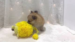 チワワ（ロング）の動画01