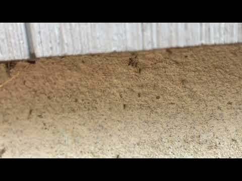 Ants Use Multiple Exterior Gaps to Infest Home in Bayville, NJ
