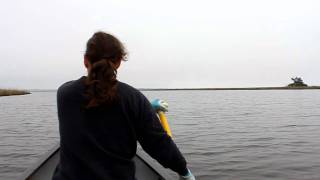 preview picture of video '(Part 14)Approaching Ochlockonee Bay from up stream after 68 miles of paddling'