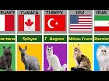 Cat Breeds From Different Countries Comparison