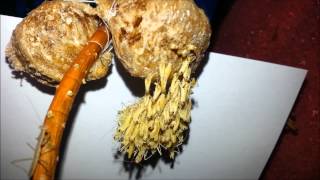 Praying Mantis Hatching