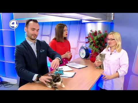 Фима и Барбариска ищут дом | Фонд «ЗООзащита»