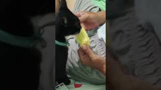 猫に癒されたい! トウモロコシを齧る猫 cute cat #Shorts