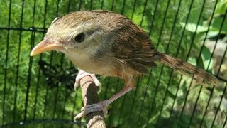 Download lagu Suara Ciblek Gunung Betina PIKAT | Mampu Naikan BIRAHI & MENTAL Cigun Jantan Agar Cepat GACOR mp3 Download lagu Suara Ciblek Gunung Betina PIKAT | Mampu Naikan BIRAHI & MENTAL Cigun Jantan Agar Cepat GACOR mp3