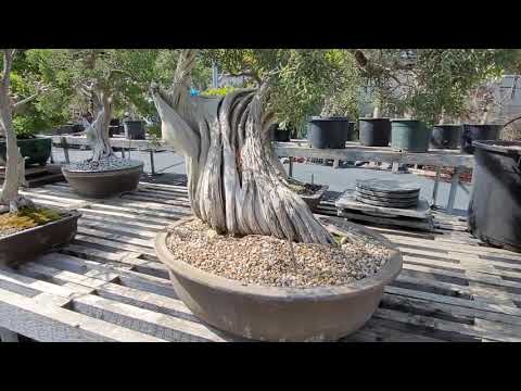 Spectacular California junipers at the Bonsai Nursery at Huntington Gardens 3.20.21