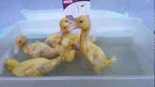 preview picture of video 'Baby Ducks First Swim'