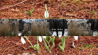 Quiet in Winter 冬の静寂*****【4K/30fps】-2025/2/2-