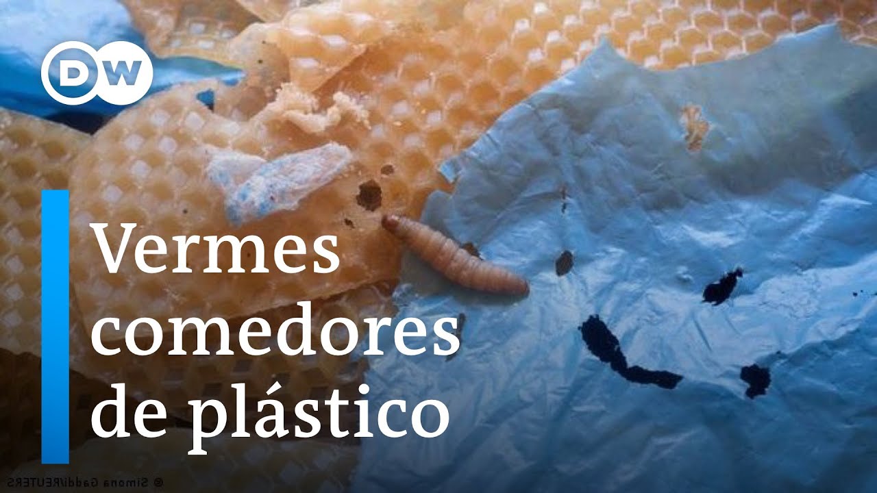 Como vermes podem resolver o desastre da poluição por plástico