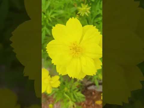 #flowers #beatifulnature