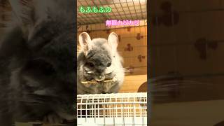【癒し】無限カジカジ〜チンチラもふもふ＃shorts