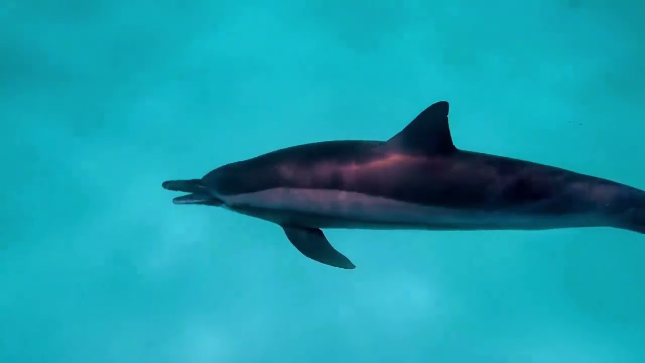 Underwater Dreams | Dolphins, Tortoises & Colorful Fish | 1-Hour Ocean Piano Meditation