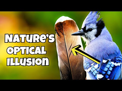 How Nature Tricked You Into Thinking Blue Jays Are Blue