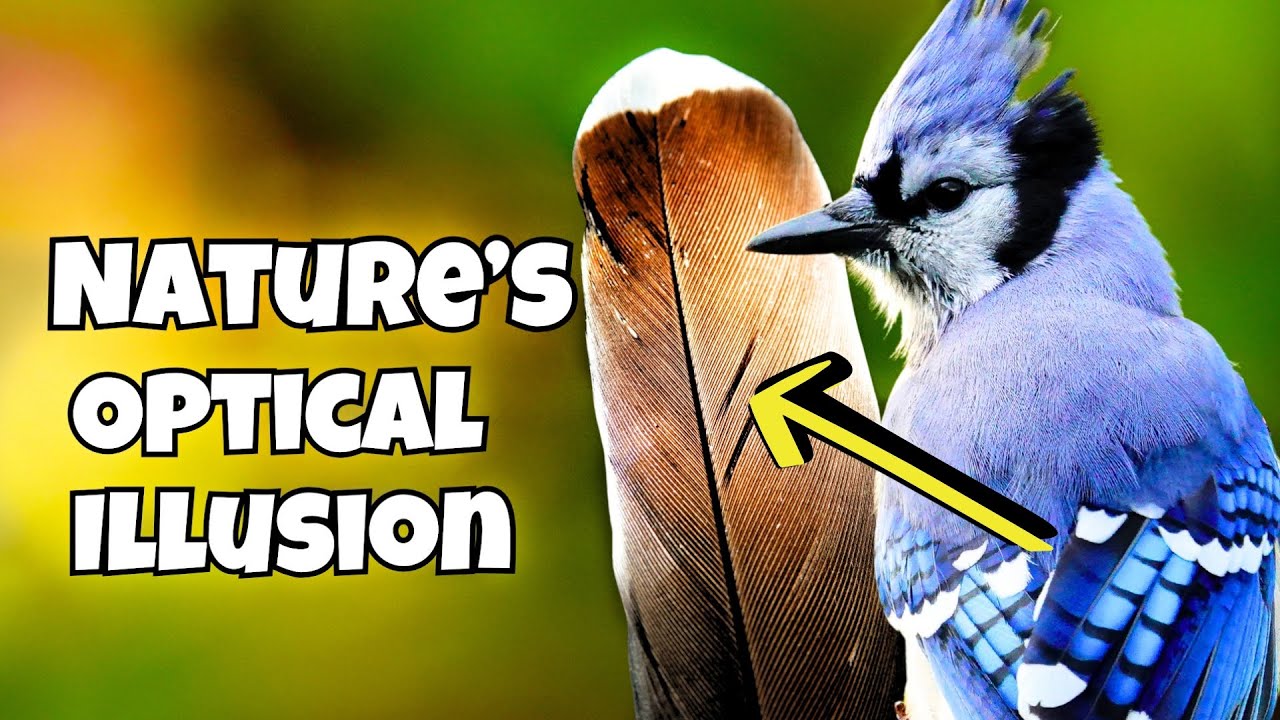 How Nature Tricked You Into Thinking Blue Jays Are Blue