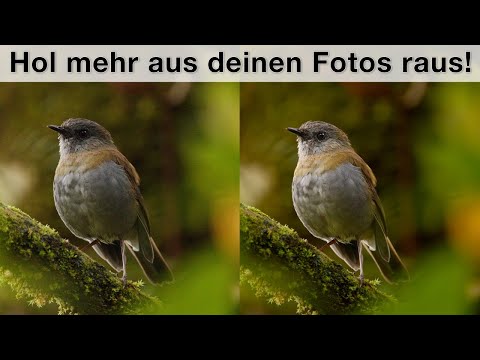 Quick & Easy Image Editing - Birds in the Rainforest (High ISO)