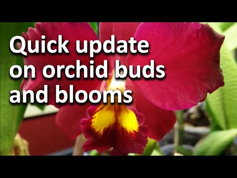 Quick update on orchid buds and blooms Oct. 2015