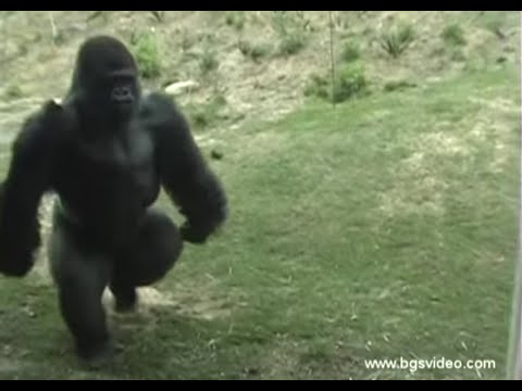 download lagu mp3 mp4 Gorilla Run, download lagu Gorilla Run gratis, unduh video klip Gorilla Run