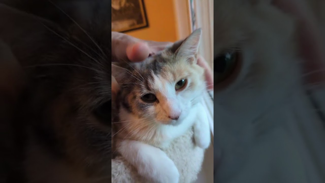 Butterscotch, a ADOPTABLE Domestic Medium Hair in Richmond Hill, ON video 6/6