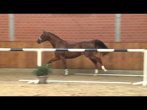 30. Mecklenburger Körtage 2020 - Kat.Nr. 58 Junghengst v. Cicero Z - Widjai