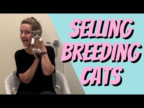 Before you sell a breeding cat watch this! – Cat Breeding For Beginners, Cattery Advice for Breeders