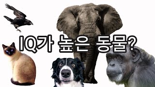 IQ가 높은 동물은 뭐가있을까?